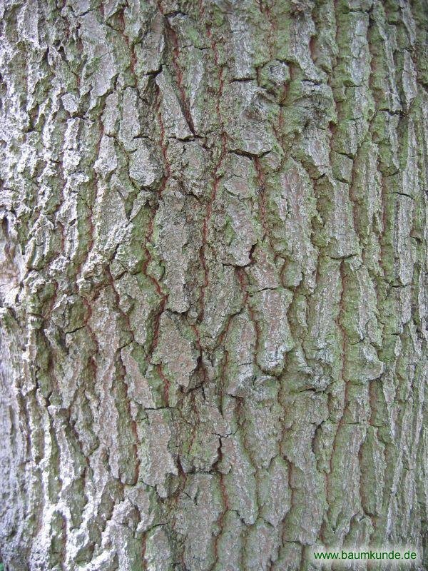 Кора дуба обыкновенного