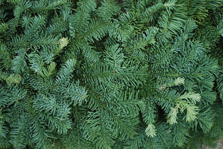 Лапник пихты