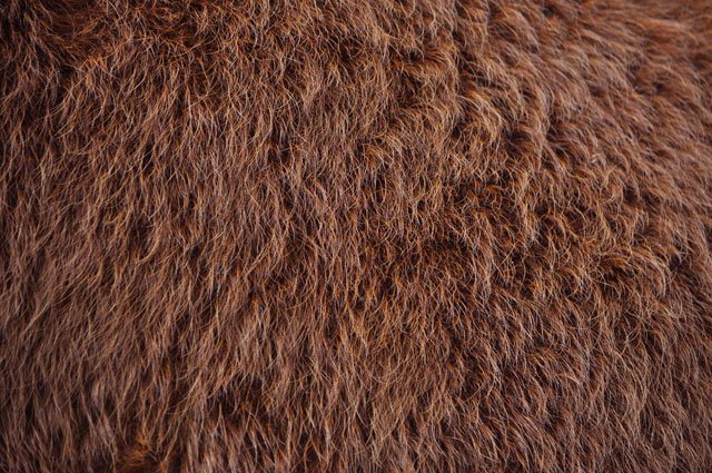 Шерсть медведя