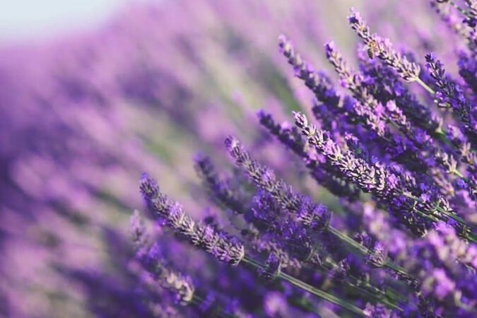 Лаванда узколистная Прованс