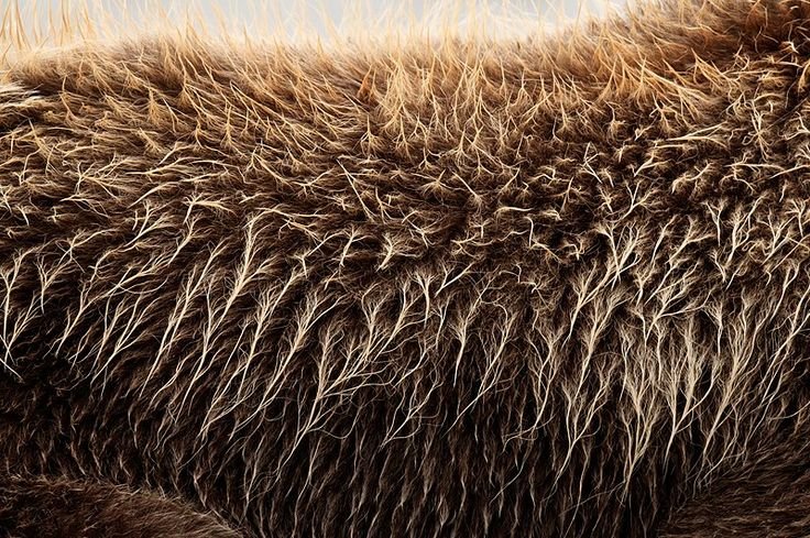 Медвежий мех