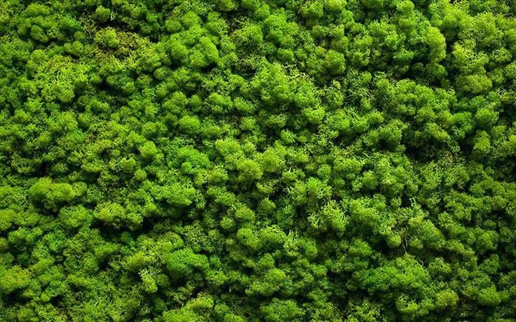 Мох болмос Грин