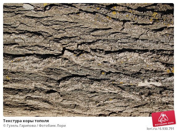 Кора тополя