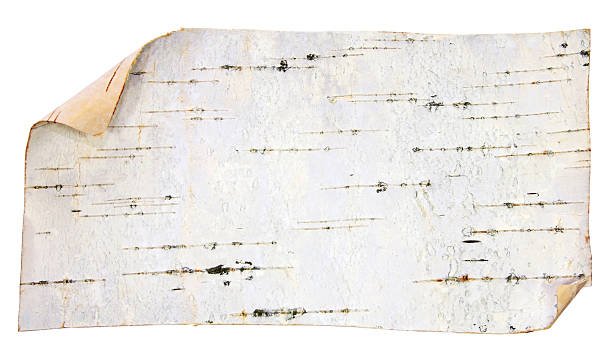 Кора березы