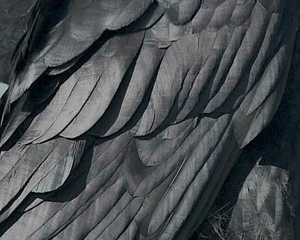 Черные перья