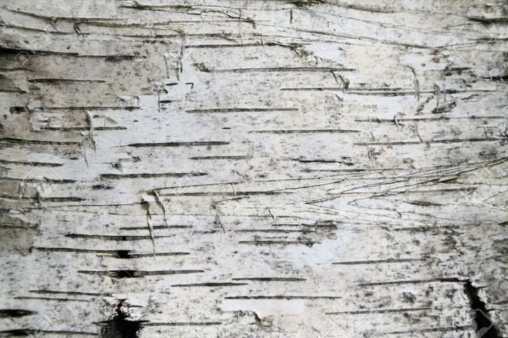 Береста кора березы