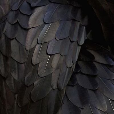 Черные перья