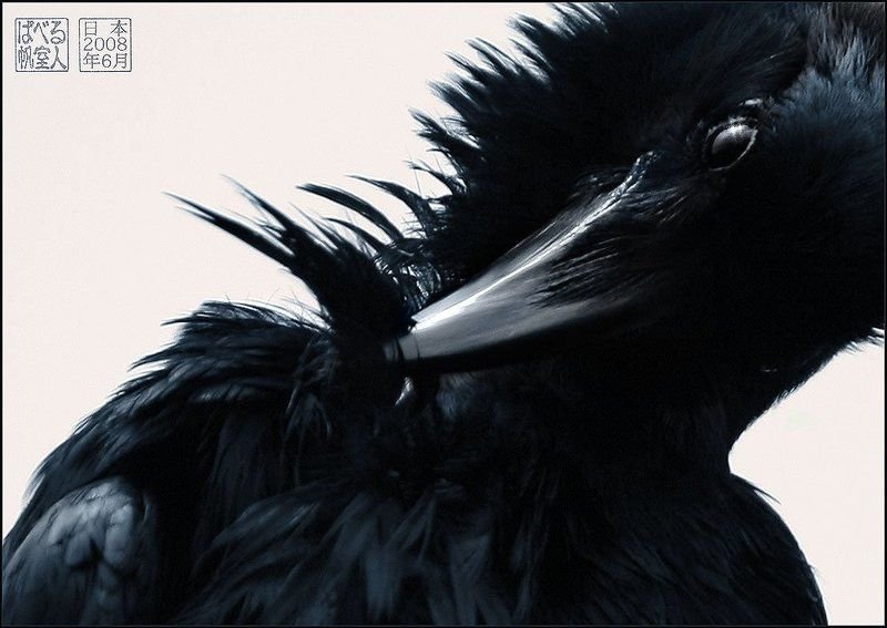 Оперение ворона