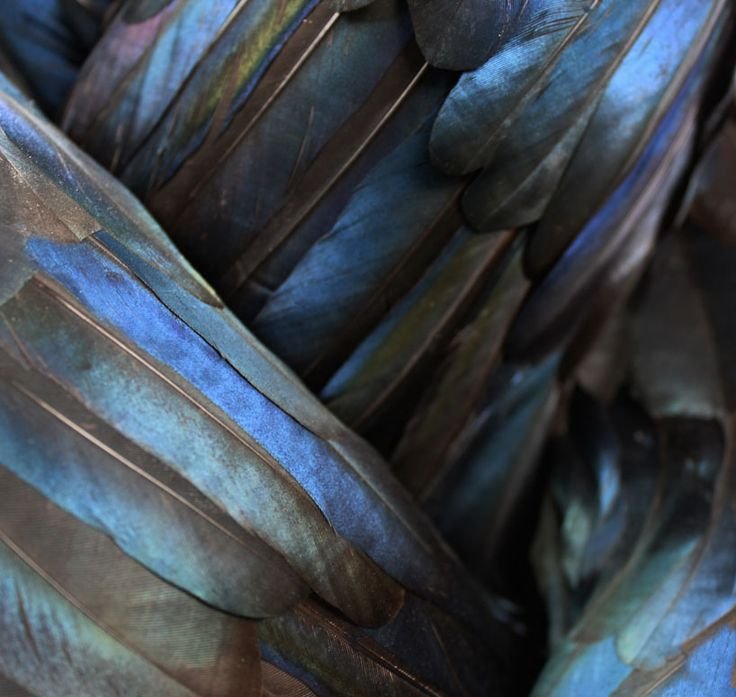 Когтевран Эстетика