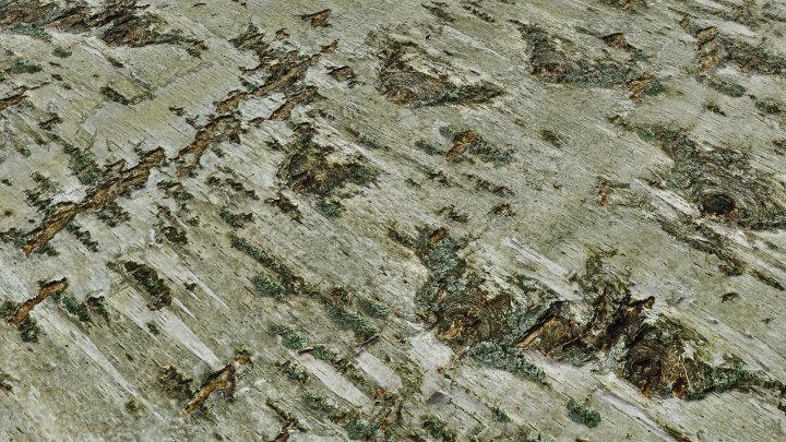 Кора березы текстура