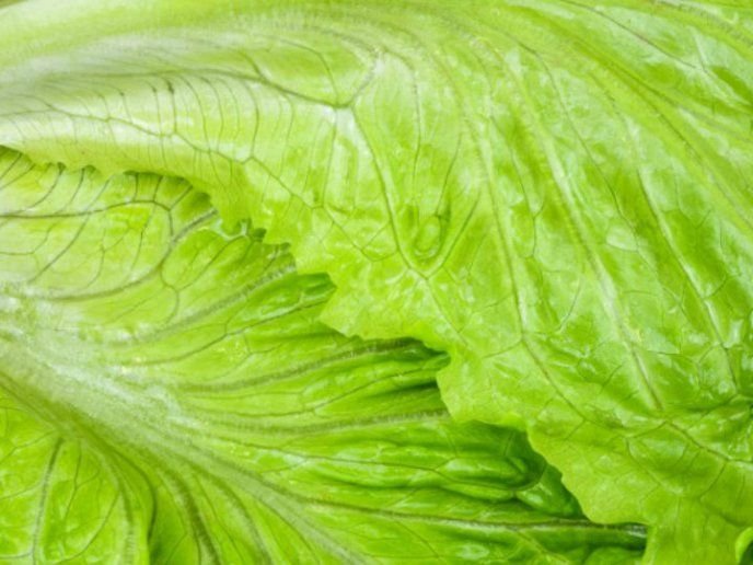 Масло салата латука