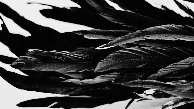 Перья Эстетика