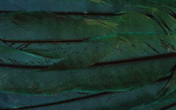 Зеленое перо