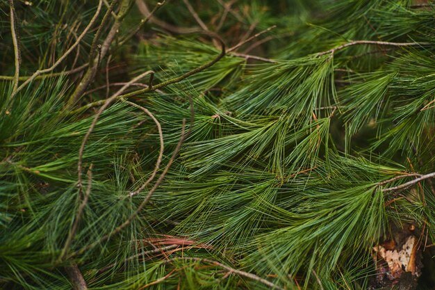 хвои сосны