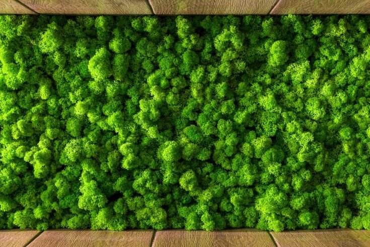 Фитостена мох текстура