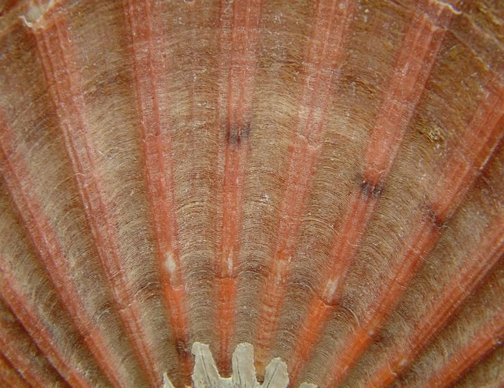 Фактура ракушки