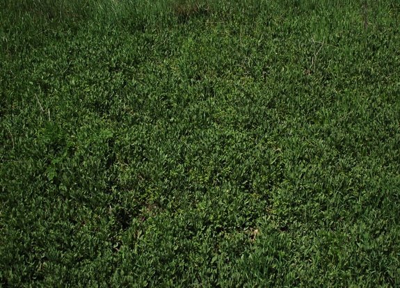 Газон текстура