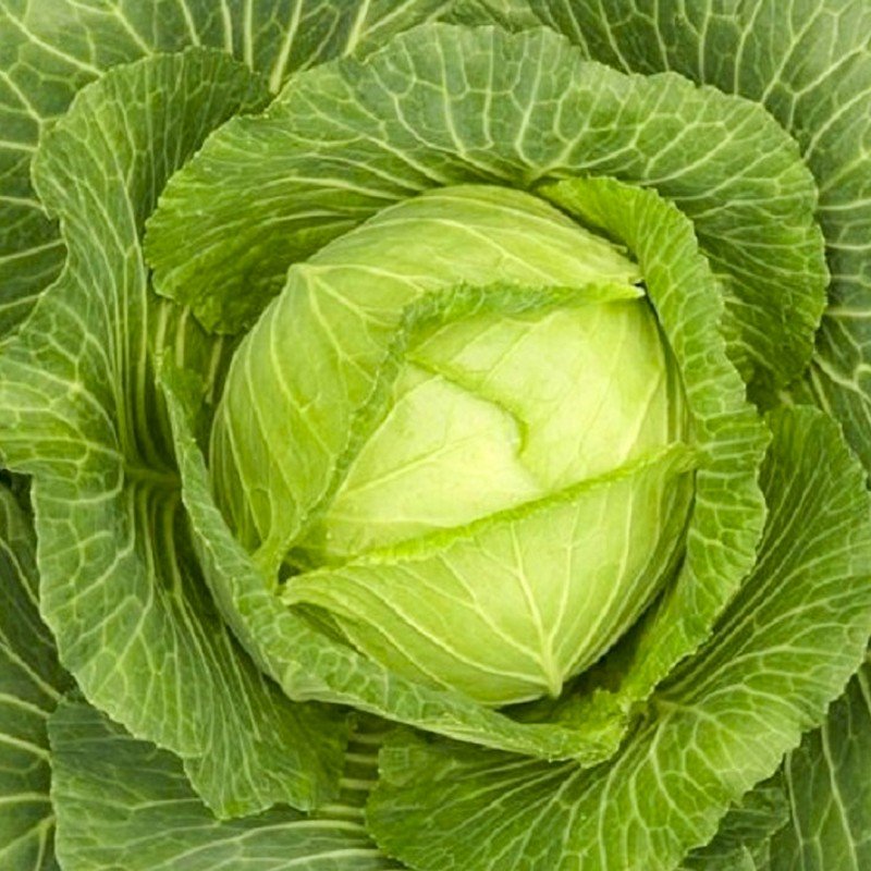 Капуста Нозоми f1