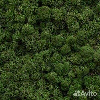 Мох ягель зеленый