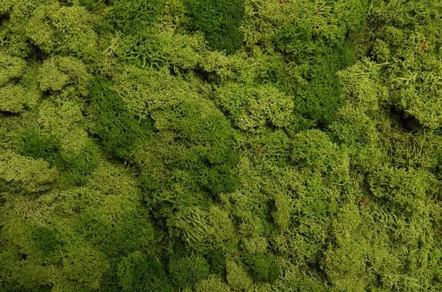 Мох текстура