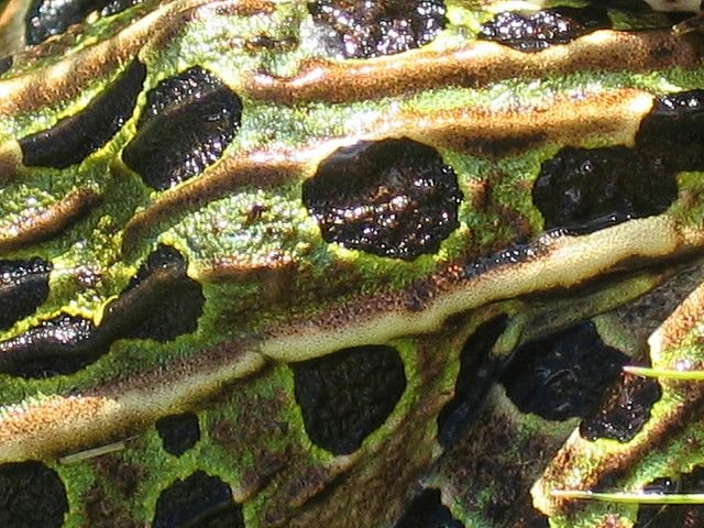 Лягушачья кожа