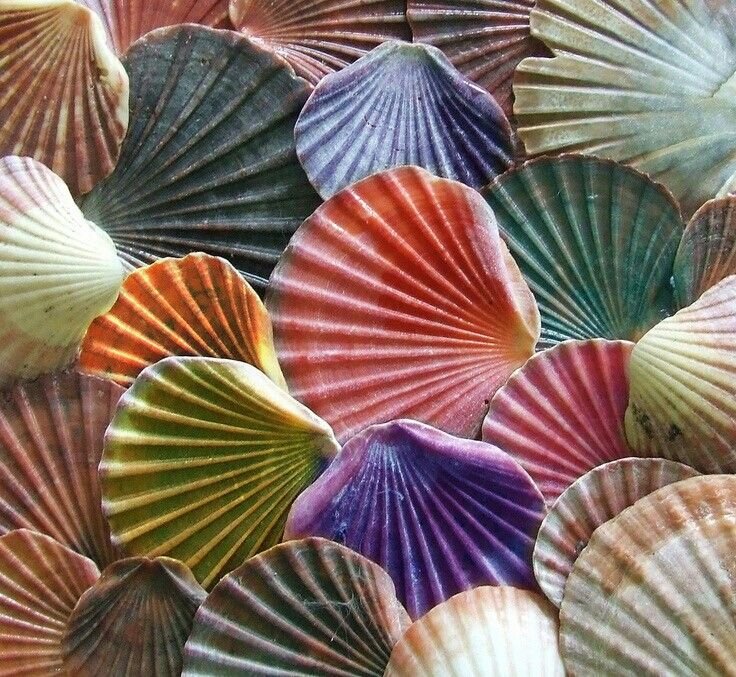 Shell Scallop 25x40