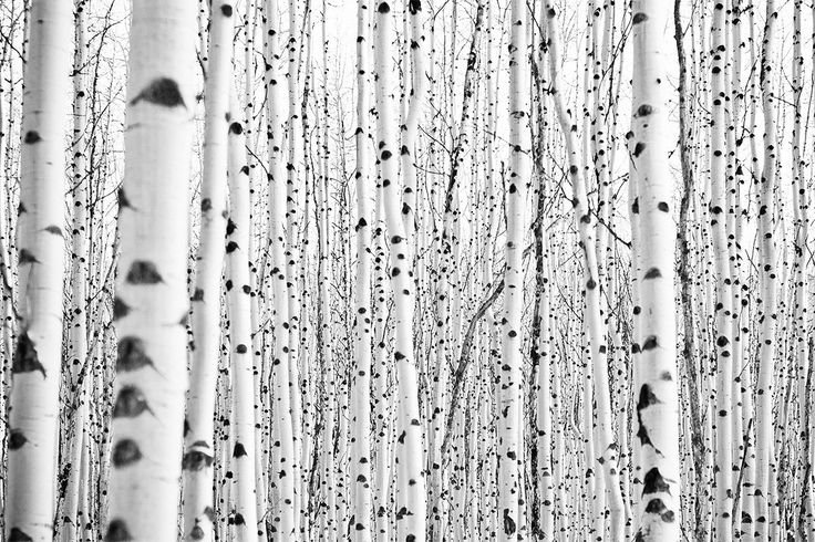 Ствол березы