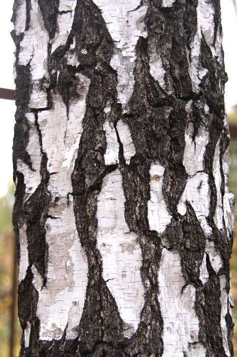 Чечевички на коре березы