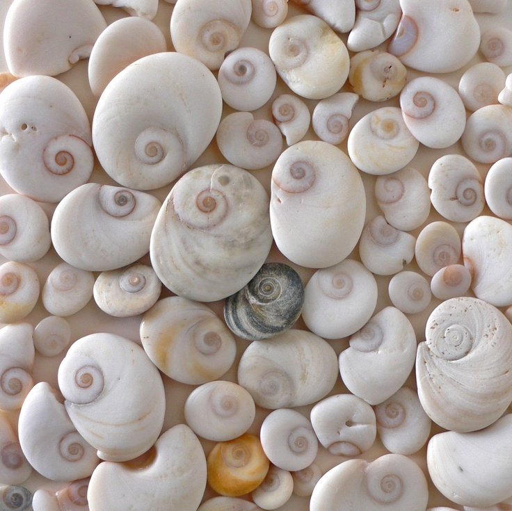 Раковины моллюсков