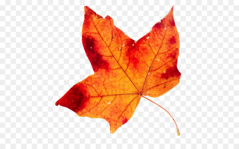 Осенний листок