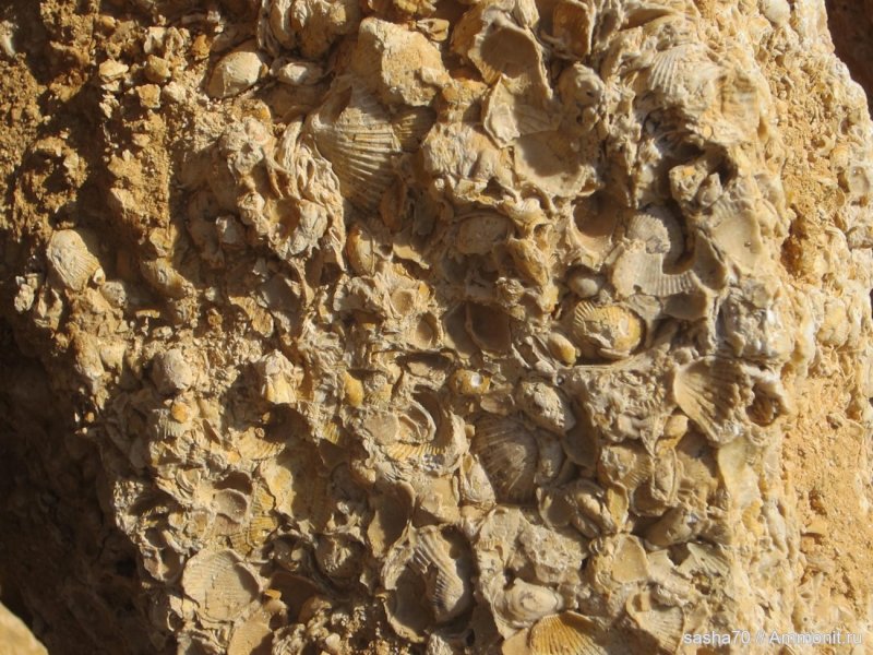 Ракушечник Горная порода