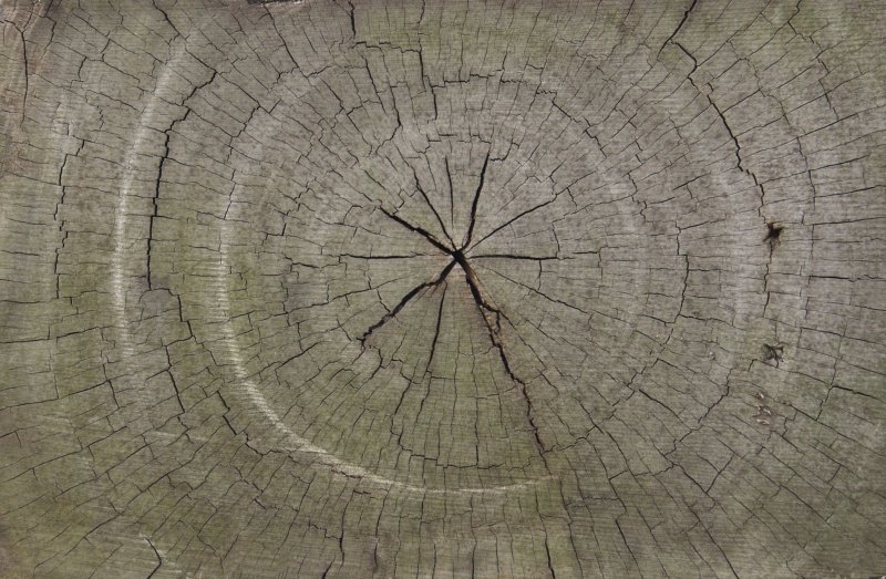 Срез бревна