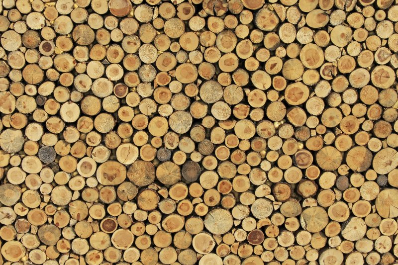 Срез дерева текстура