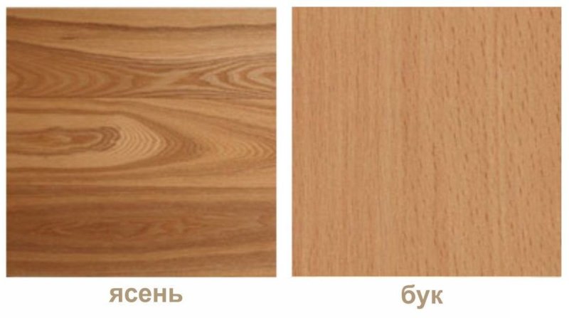 Бук структура древесины