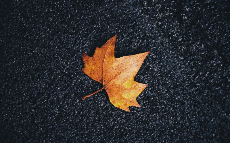 Кленовый лист