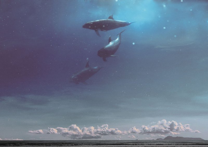 Киты в небе