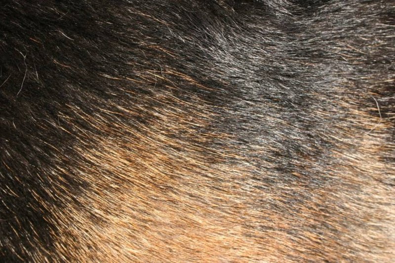 Текстура шерсти