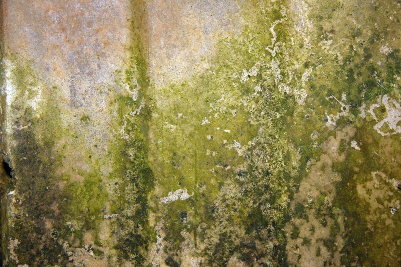 Плесень текстура