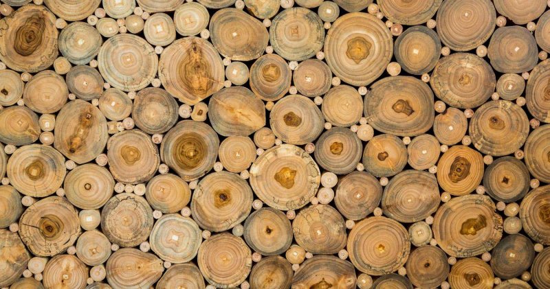 Спил дерева