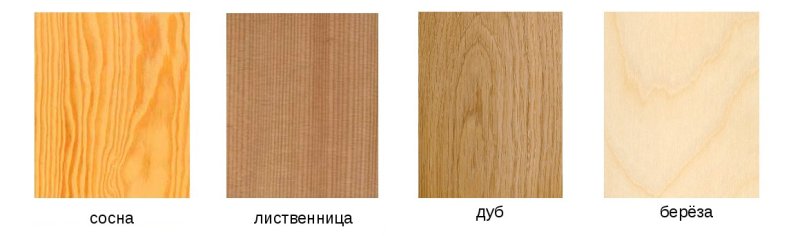 Дерево бук и ясень