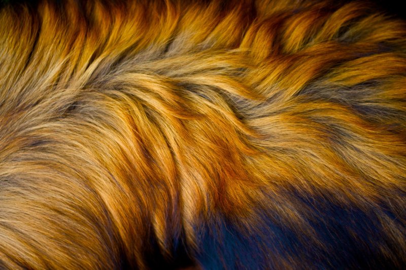 Шерсть животных