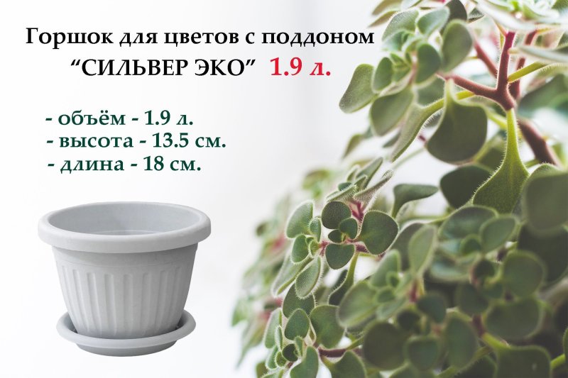 Фикус круглолистный