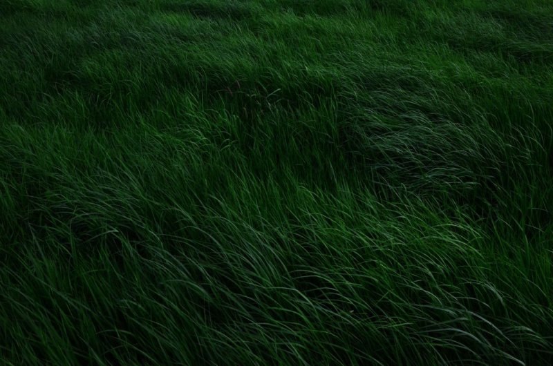 Текстура травы