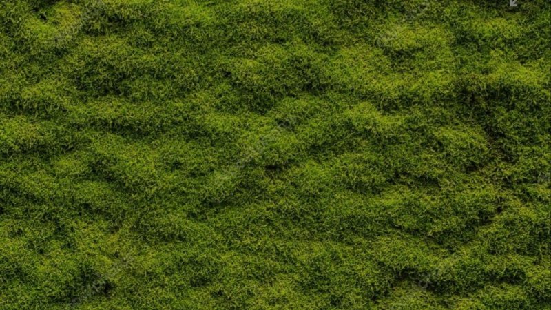 Мох текстура