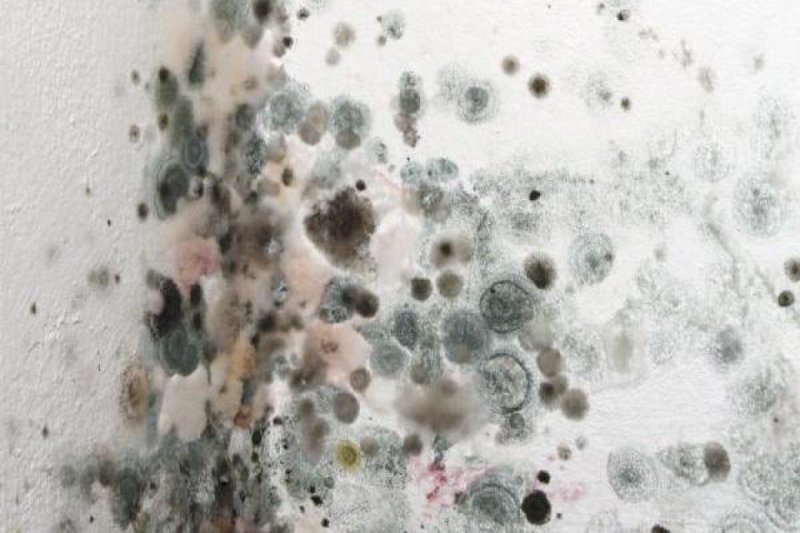 Плесень текстура