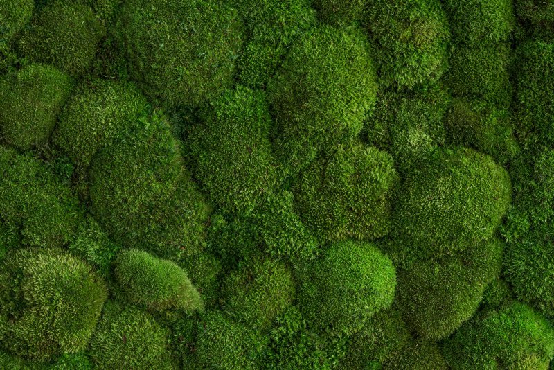 Мох в 3д Макс