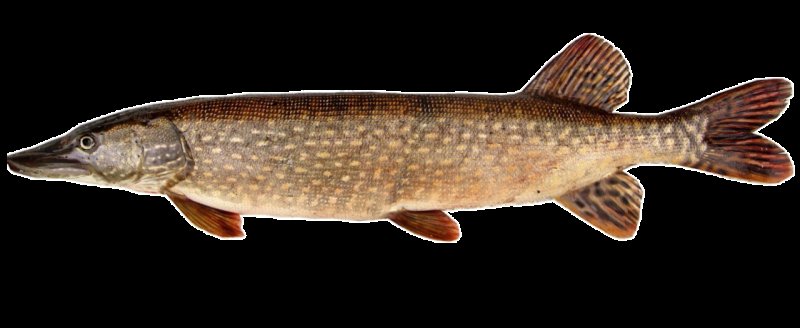 Щука Esox Lucius