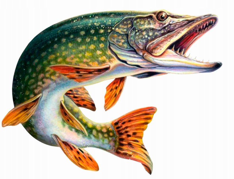 Щука картина