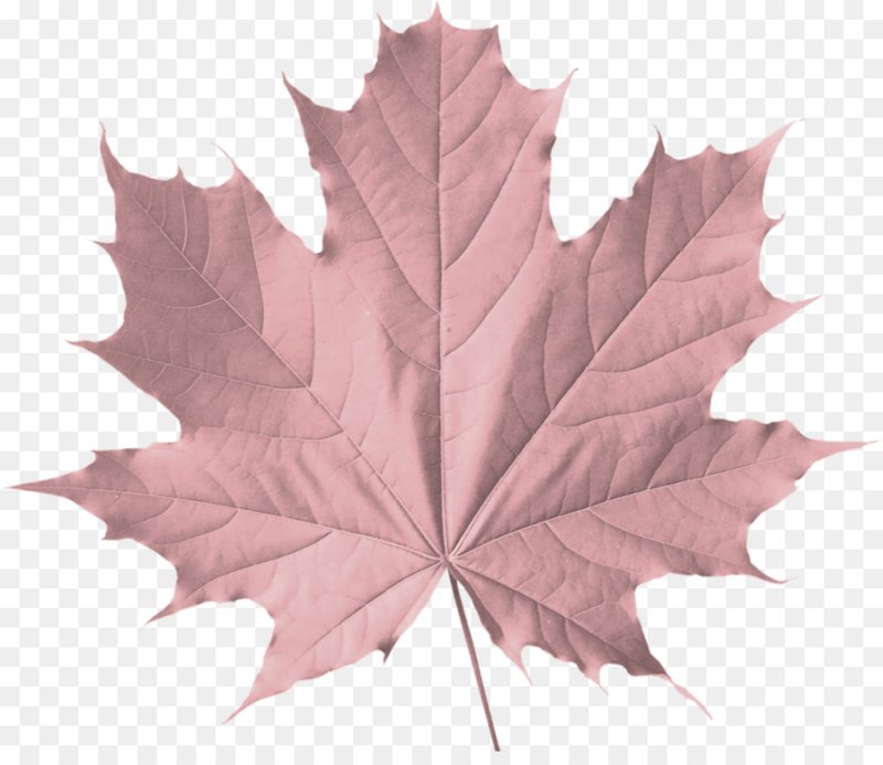 Розовый кленовый лист