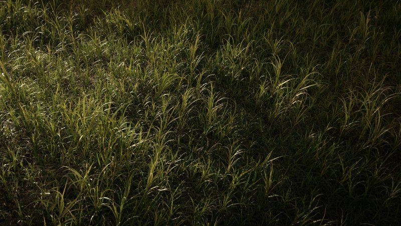 Темная трава